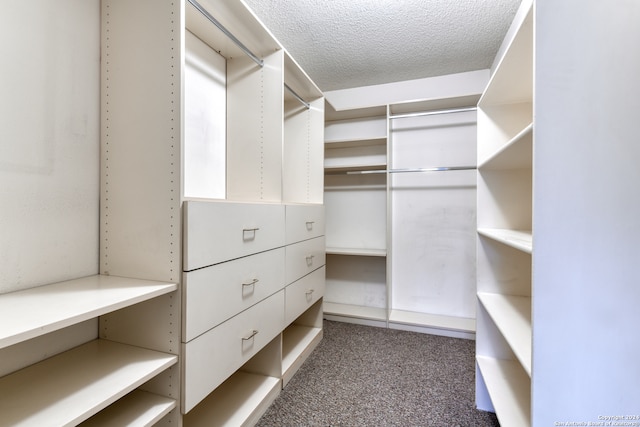 walk in closet with carpet flooring