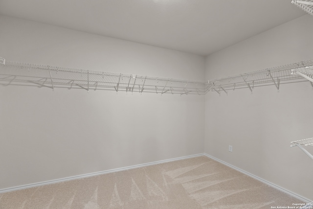 spacious closet featuring carpet flooring