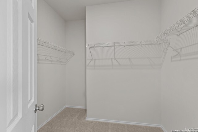 spacious closet featuring carpet flooring