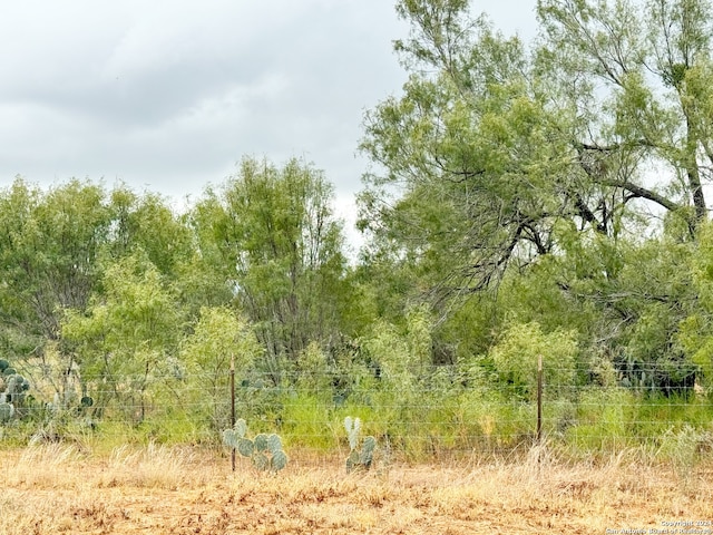 view of local wilderness