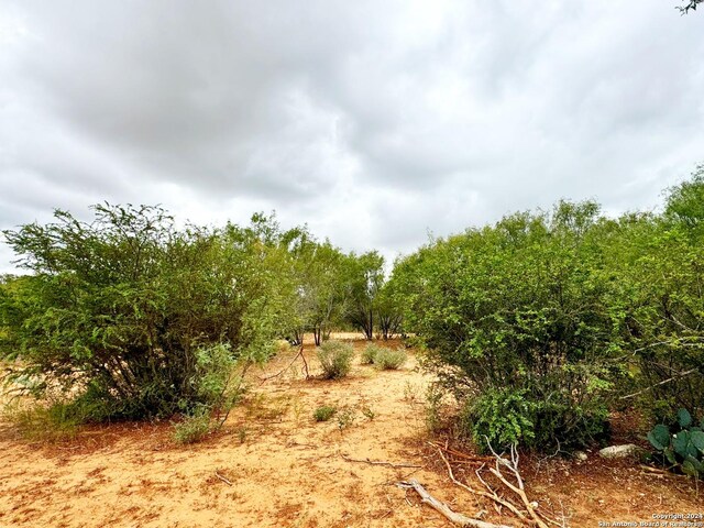 view of local wilderness