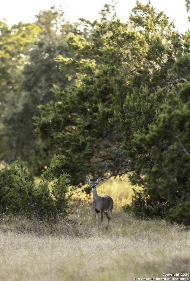 TBD Herbert-Schaefer, Fredericksburg TX, 78624 land for sale