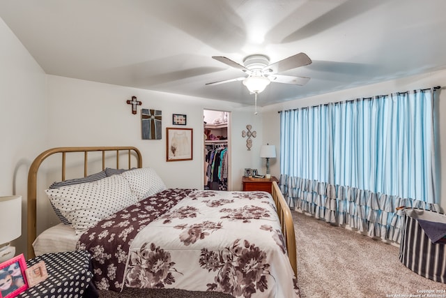 bedroom featuring carpet, a spacious closet, ceiling fan, and a closet