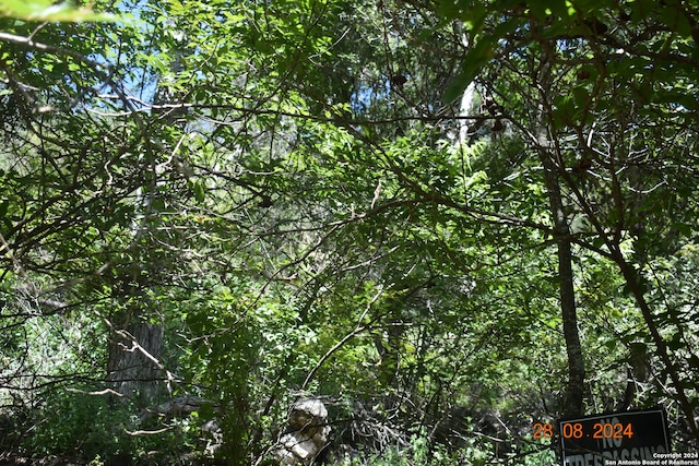 view of local wilderness