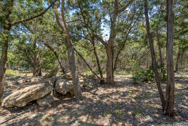 view of local wilderness