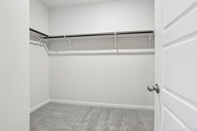 walk in closet featuring carpet flooring