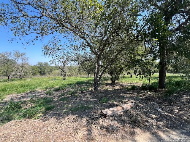 view of local wilderness