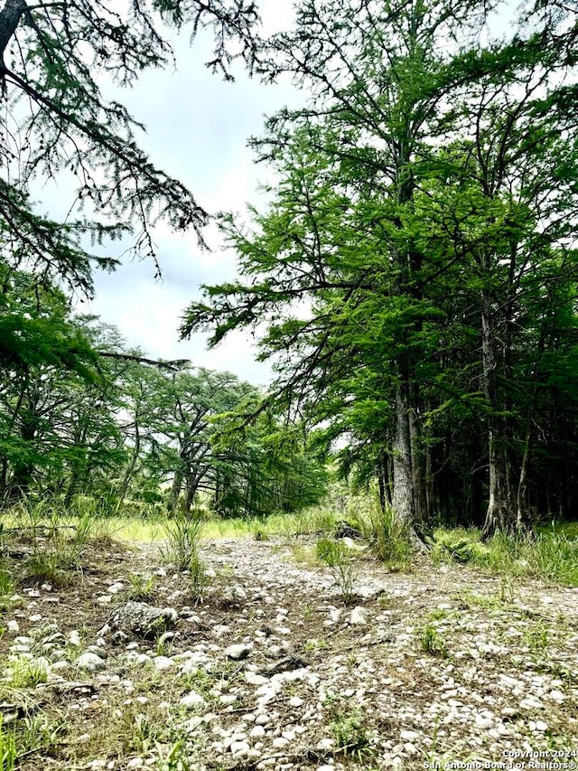 view of local wilderness