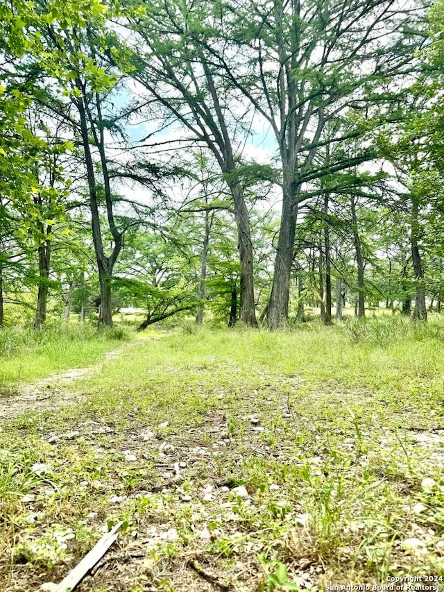 view of local wilderness