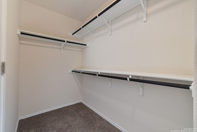 spacious closet featuring carpet floors