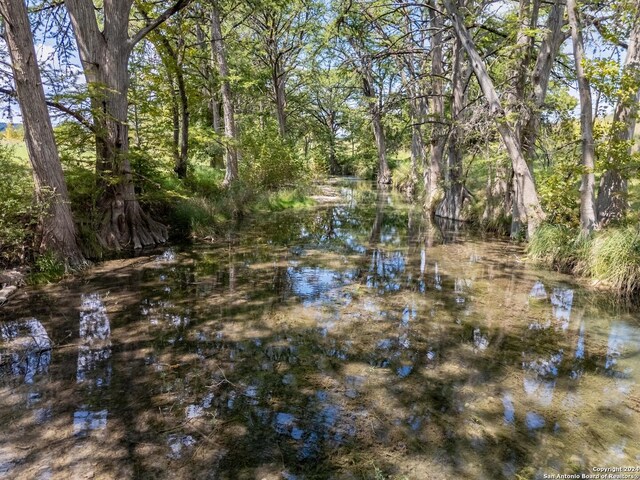 view of local wilderness