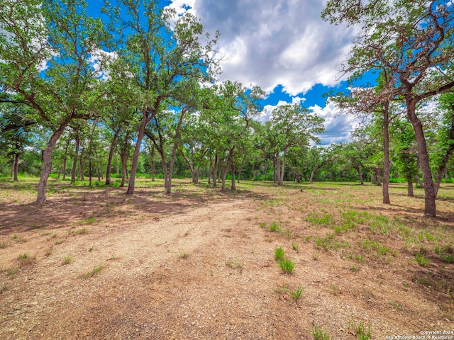 view of local wilderness