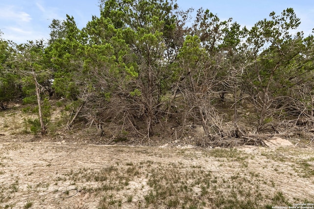 view of local wilderness