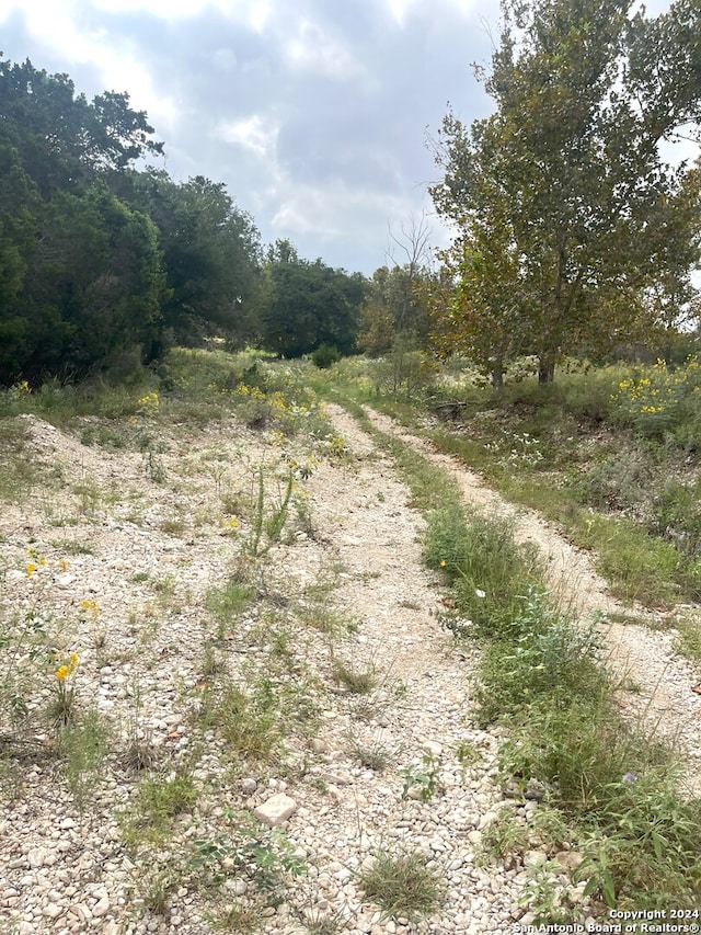 view of local wilderness