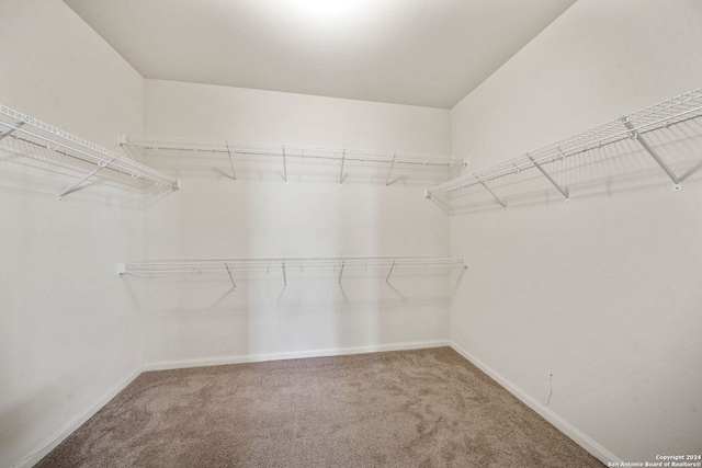 walk in closet featuring carpet flooring