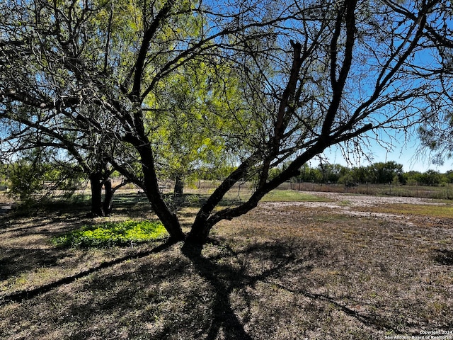 view of local wilderness