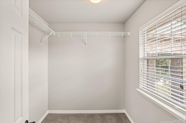 walk in closet featuring carpet floors