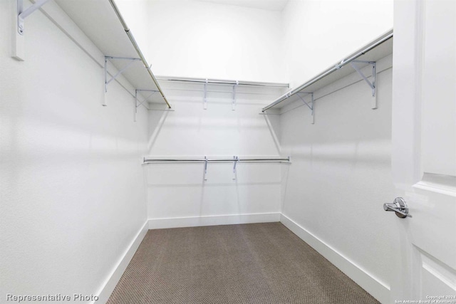 walk in closet featuring carpet floors