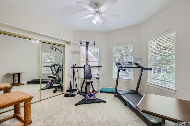 workout area featuring ceiling fan and carpet