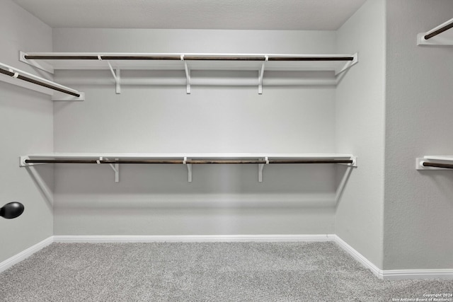 spacious closet featuring carpet floors