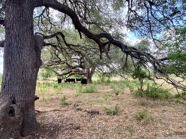 view of local wilderness