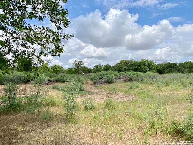 view of local wilderness