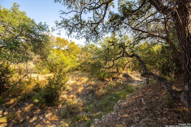 view of local wilderness