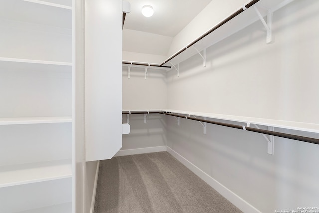 spacious closet featuring carpet