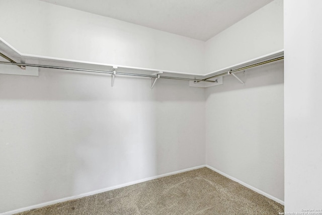 spacious closet featuring carpet flooring