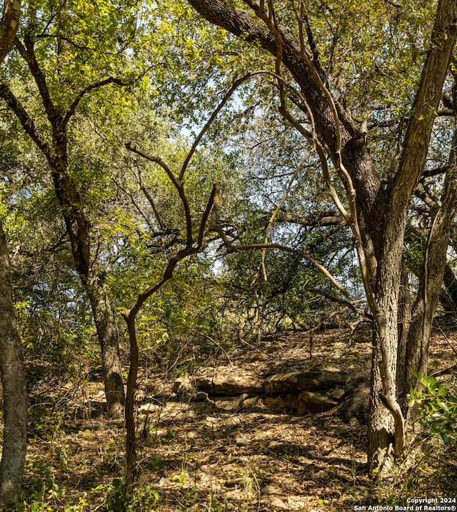 view of local wilderness