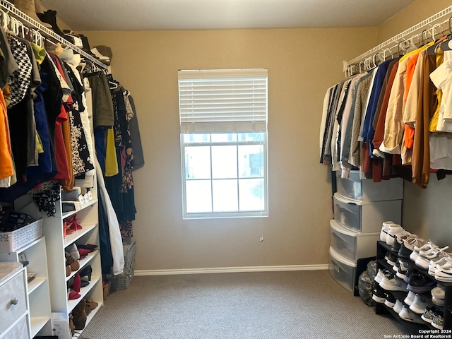 walk in closet with carpet flooring