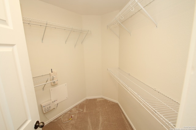 spacious closet featuring carpet floors