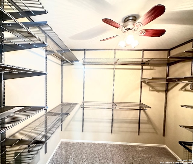 walk in closet featuring carpet flooring and ceiling fan