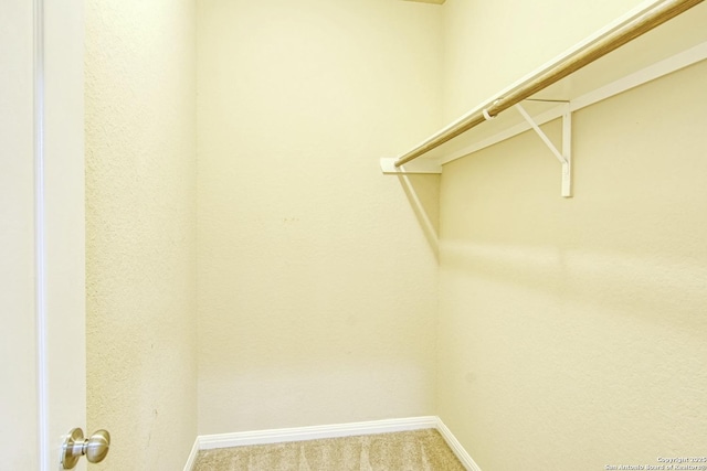 spacious closet featuring carpet