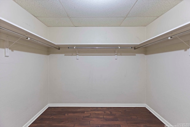 spacious closet with dark wood-type flooring and a paneled ceiling