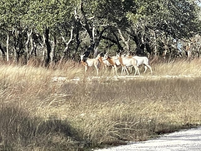 LOT41 Moon Beam Ct, Blanco, TX 78606