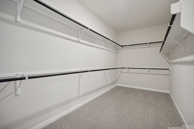 spacious closet featuring carpet flooring