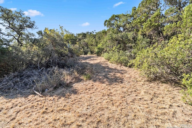 view of local wilderness