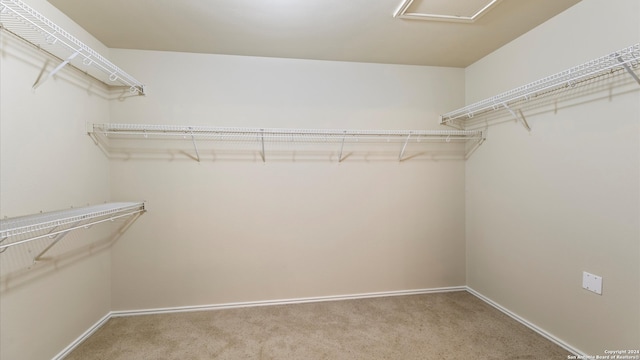 walk in closet featuring carpet