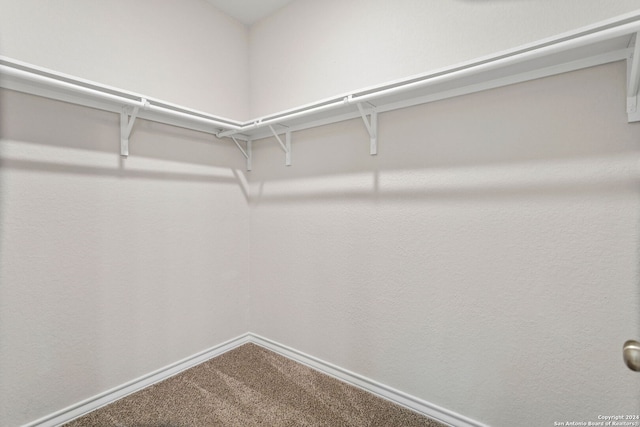 walk in closet featuring carpet flooring