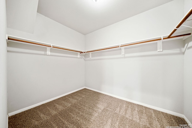 spacious closet featuring carpet