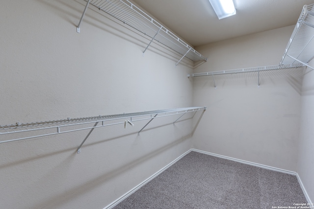 walk in closet featuring carpet floors