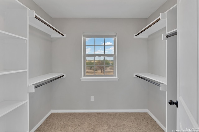 walk in closet with carpet floors