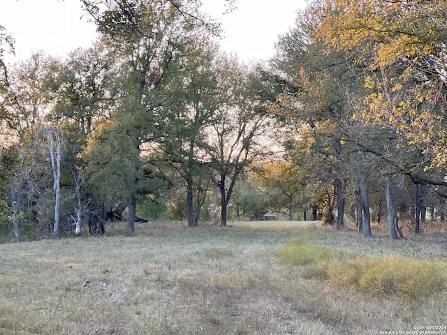 view of local wilderness