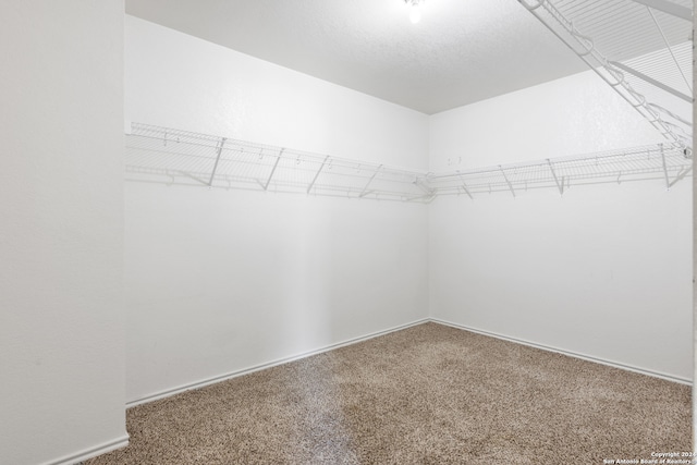 walk in closet with carpet flooring