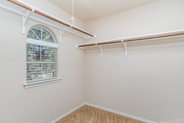 spacious closet featuring carpet floors