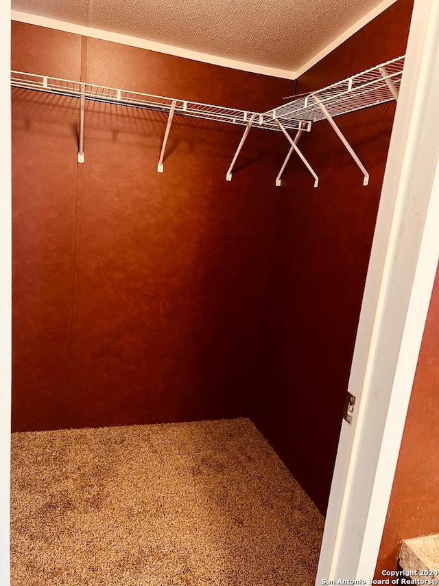 spacious closet featuring carpet floors