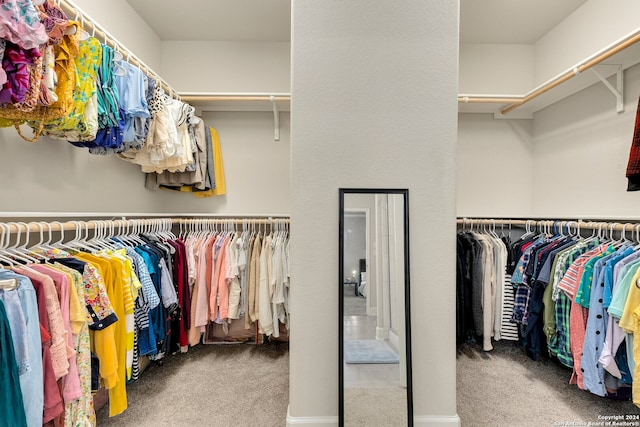 walk in closet featuring carpet flooring