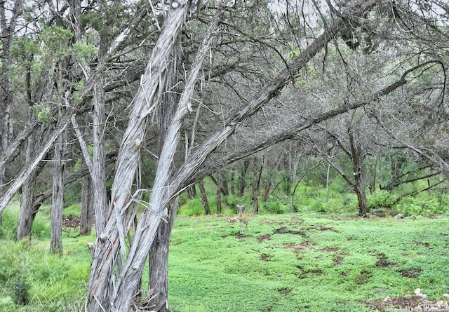 view of nature