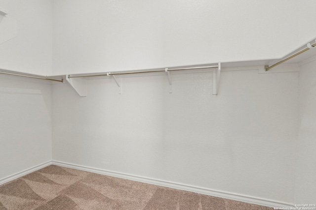 spacious closet featuring carpet flooring